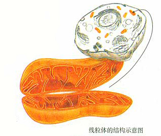 线粒体功能和黑色素瘤发生之间神秘关联