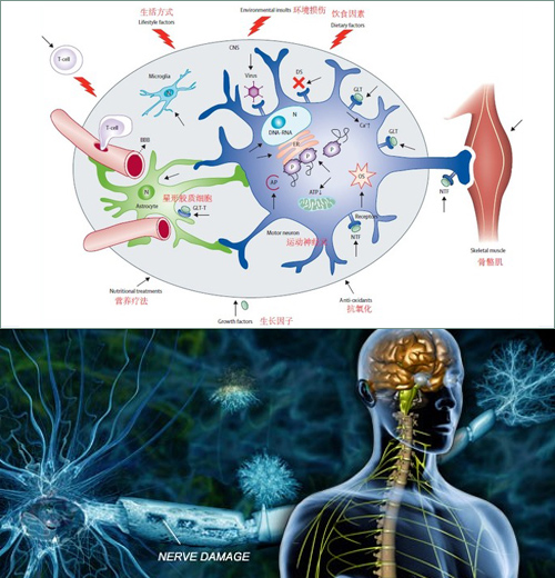 MS和ALS的干细胞研究