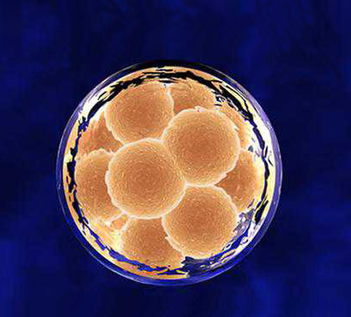 干细胞临床研究机构备案